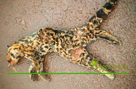 El desafío de convivir con la fauna: un ocelote murió atropellado sobre la Ruta 12 imagen-8