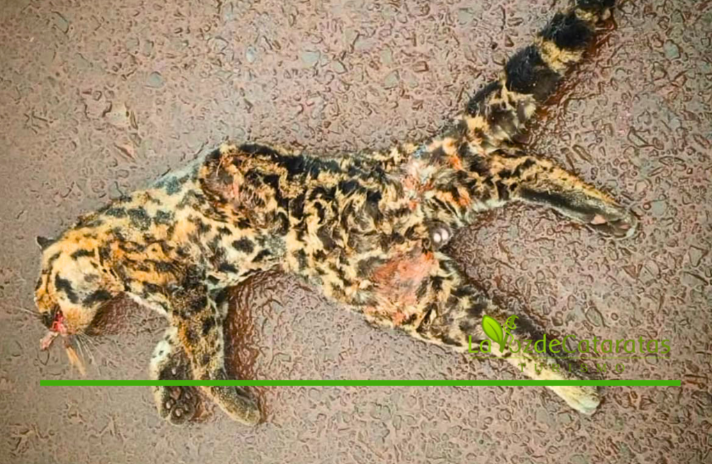 El desafío de convivir con la fauna: un ocelote murió atropellado sobre la Ruta 12 El desafío de convivir con la fauna: un ocelote murió atropellado sobre la Ruta 12 imagen-5