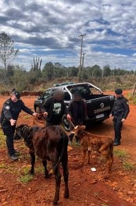 Un operativo policial permitió recuperar un ternero y un novillo sustraídos a un colono en Oberá Un operativo policial permitió recuperar un ternero y un novillo sustraídos a un colono en Oberá imagen-4