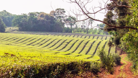 La CoProTé se reúne en Campo Viera para definir el precio del brote de té de la nueva cosecha La CoProTé se reúne en Campo Viera para definir el precio del brote de té de la nueva cosecha imagen-10