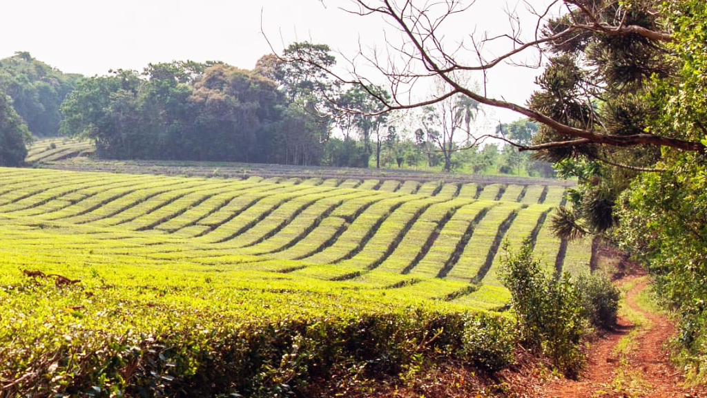 La CoProTé se reúne en Campo Viera para definir el precio del brote de té de la nueva cosecha La CoProTé se reúne en Campo Viera para definir el precio del brote de té de la nueva cosecha imagen-5