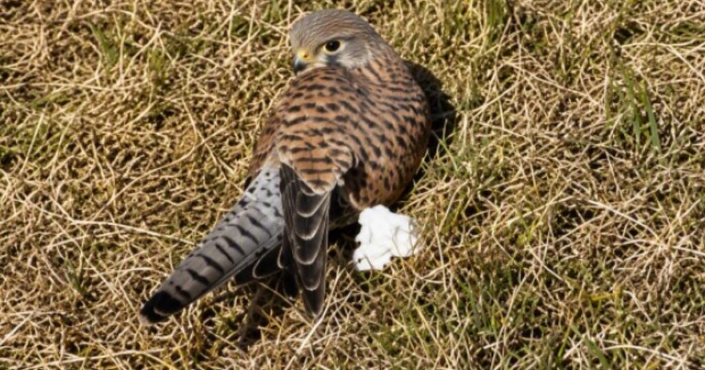 Un cernícalo regresó a la naturaleza luego de haber sido hallado vulnerable en el suelo: «Tras un periodo de descanso, observación y cuidados, recuperó gradualmente sus fuerzas» Un cernícalo regresó a la naturaleza luego de haber sido hallado vulnerable en el suelo: "Tras un periodo de descanso, observación y cuidados, recuperó gradualmente sus fuerzas" imagen-5