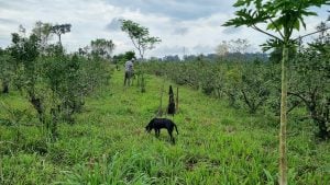 Agroecología: la yerba mate se integra a un sistema productivo donde la biodiversidad es una aliada imagen-1