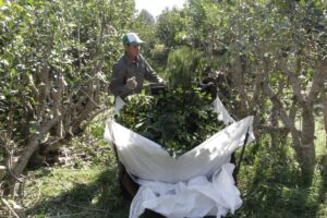 Ante las intensas lluvias, el INTA brinda claves de manejo adaptativo en yerbales Ante las intensas lluvias, el INTA brinda claves de manejo adaptativo en yerbales imagen-1