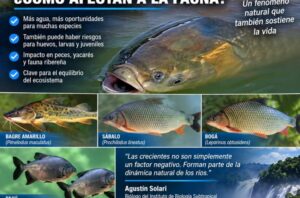 CRECIDAS EXTRAORDINARIAS: ¿QUÉ PASA CON LOS PECES, YACARÉS Y LA FAUNA CUANDO LOS RÍOS SE DESBORDAN? imagen-4