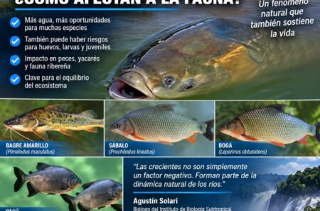CRECIDAS EXTRAORDINARIAS: ¿QUÉ PASA CON LOS PECES, YACARÉS Y LA FAUNA CUANDO LOS RÍOS SE DESBORDAN? CRECIDAS EXTRAORDINARIAS: ¿QUÉ PASA CON LOS PECES, YACARÉS Y LA FAUNA CUANDO LOS RÍOS SE DESBORDAN? imagen-71