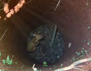 RESCATARON UN PERRO QUE CAYÓ EN UN POZO DE 7 METROS imagen-4