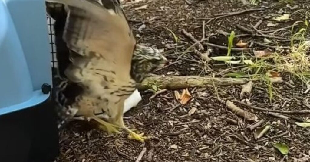 Un ave rehabilitada volvió a volar en libertad tiempo después de haber sido rescatada en mal estado de salud imagen-5