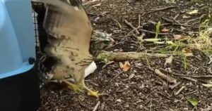 Un ave rehabilitada volvió a volar en libertad tiempo después de haber sido rescatada en mal estado de salud imagen-2