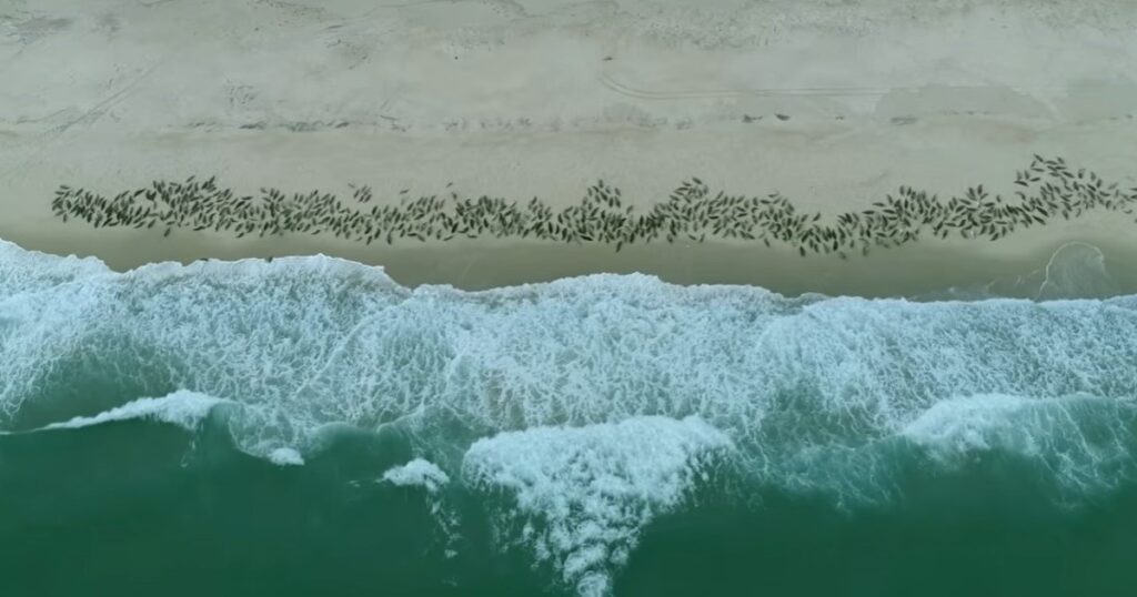 En 1971, una estudiante de arte visitó una isla del Atlántico envuelta en niebla para dibujar caballos salvajes; permaneció allí casi 50 años estudiando su fauna y mapeando abejas y flores imagen-106