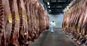 El peso promedio de faena es el mayor en 100 años imagen-3
