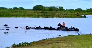 En Santa Fe también esperan la crecida del Paraná y trabajan a contrarreloj para salvar a miles de animales de las islas imagen-3