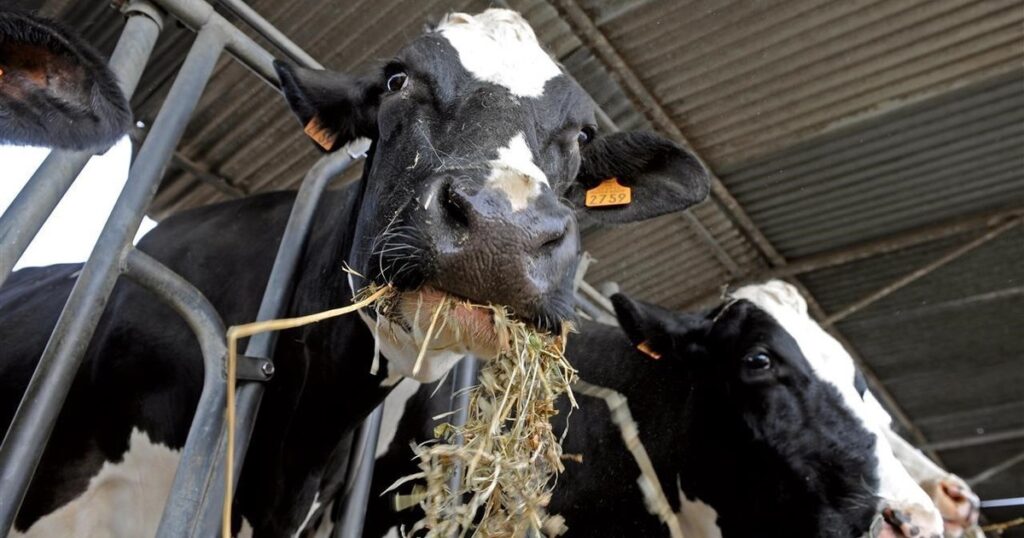 La leche está que hierve La leche está que hierve imagen-5