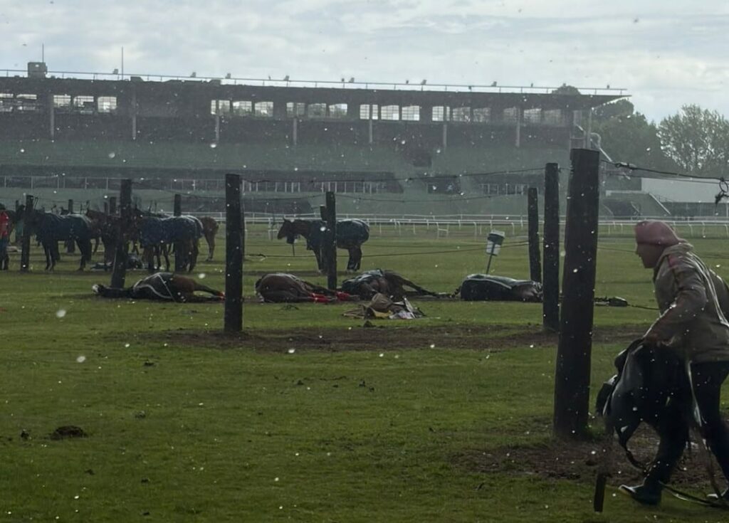 Cayó un rayo en el Jockey Club de San Isidro: murieron cuatro yeguas de polo imagen-105
