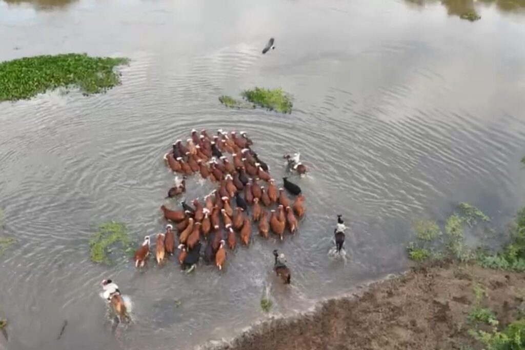 “Hay que salir con todo”: barcazas, lanchas y una carrera contra reloj para salvar a los animales de la crecida de los ríos en el Litoral “Hay que salir con todo”: barcazas, lanchas y una carrera contra reloj para salvar a los animales de la crecida de los ríos en el Litoral imagen-5
