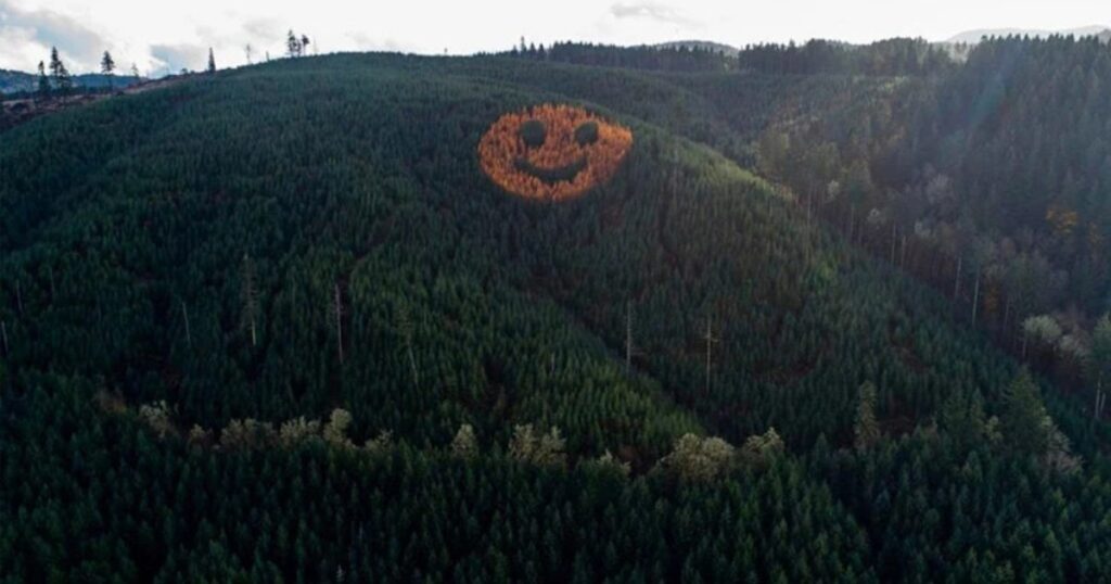 La increíble cara sonriente formada por árboles que aparece cada otoño en un bosque imagen-106