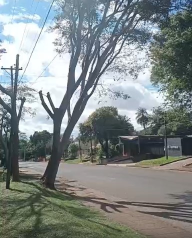 El temporal derribó un árbol frondoso sobre una avenida y vecinos advierten por otro ejemplar en peligro de caída imagen-136