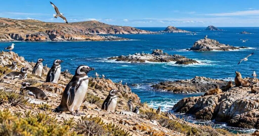 Tenía 16.500 hectáreas, fue donada y hoy es parte de un enorme parque de la Patagonia con ballenas y pingüinos imagen-106