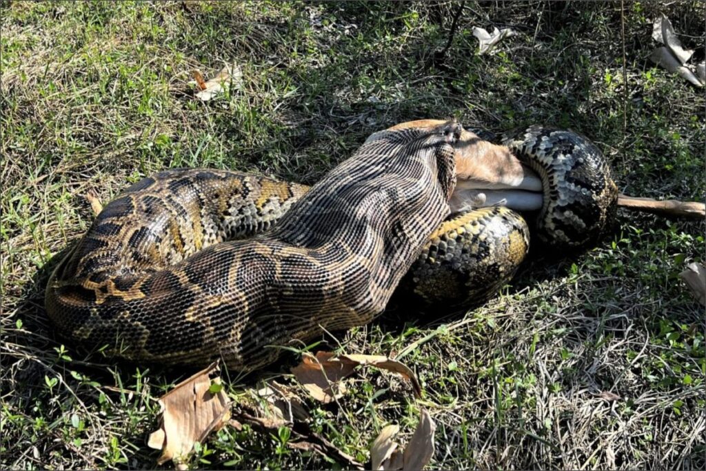 Liberan una pitón de casi 5 metros y 67 kilos, mientras Florida revela estrategia con drones para rastrear serpientes imagen-5