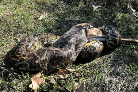 Liberan una pitón de casi 5 metros y 67 kilos, mientras Florida revela estrategia con drones para rastrear serpientes imagen-11