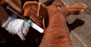 El Gobierno reglamentó la libre elección de veterinarios para la vacunación contra la aftosa imagen-4