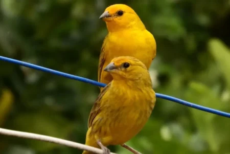 Misiones pone plazos para regularizar la tenencia de fauna silvestre y crea un registro imagen-12