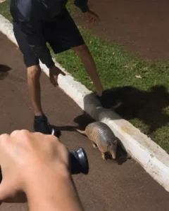 Repudio generalizado tras el caso de maltrato animal contra un tatú negro, en Puerto Esperanza imagen-1