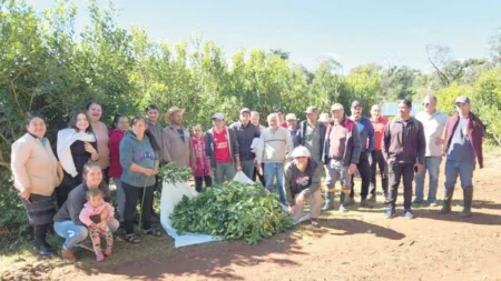 Recuperan 305 hectáreas de selva con el compromiso de las familias rurales imagen-12