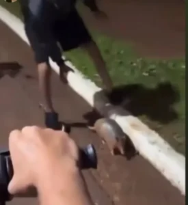 Indignación en Puerto Esperanza: investigan la matanza de un tatú mulita imagen-1