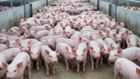“Nos están inundando de bondiola brasileña” la alerta que reciben productores porcinos imagen-12