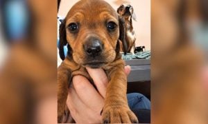 Detuvieron a una mujer que robó dos perritas salchichas para cobrarse una deuda en Posadas imagen-8