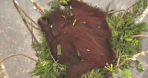 Novita, la orangutana que se salvó las llamas en Indonesia aferrada a las ramas de un árbol imagen-4